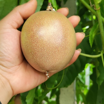 金都7号百香果