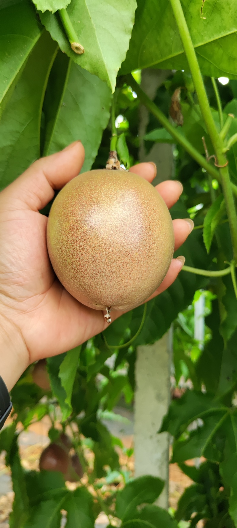 金都7号百香果