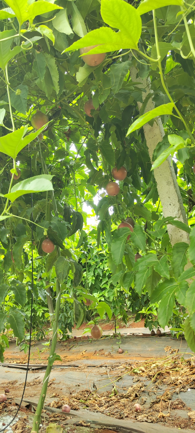 金都7号百香果
