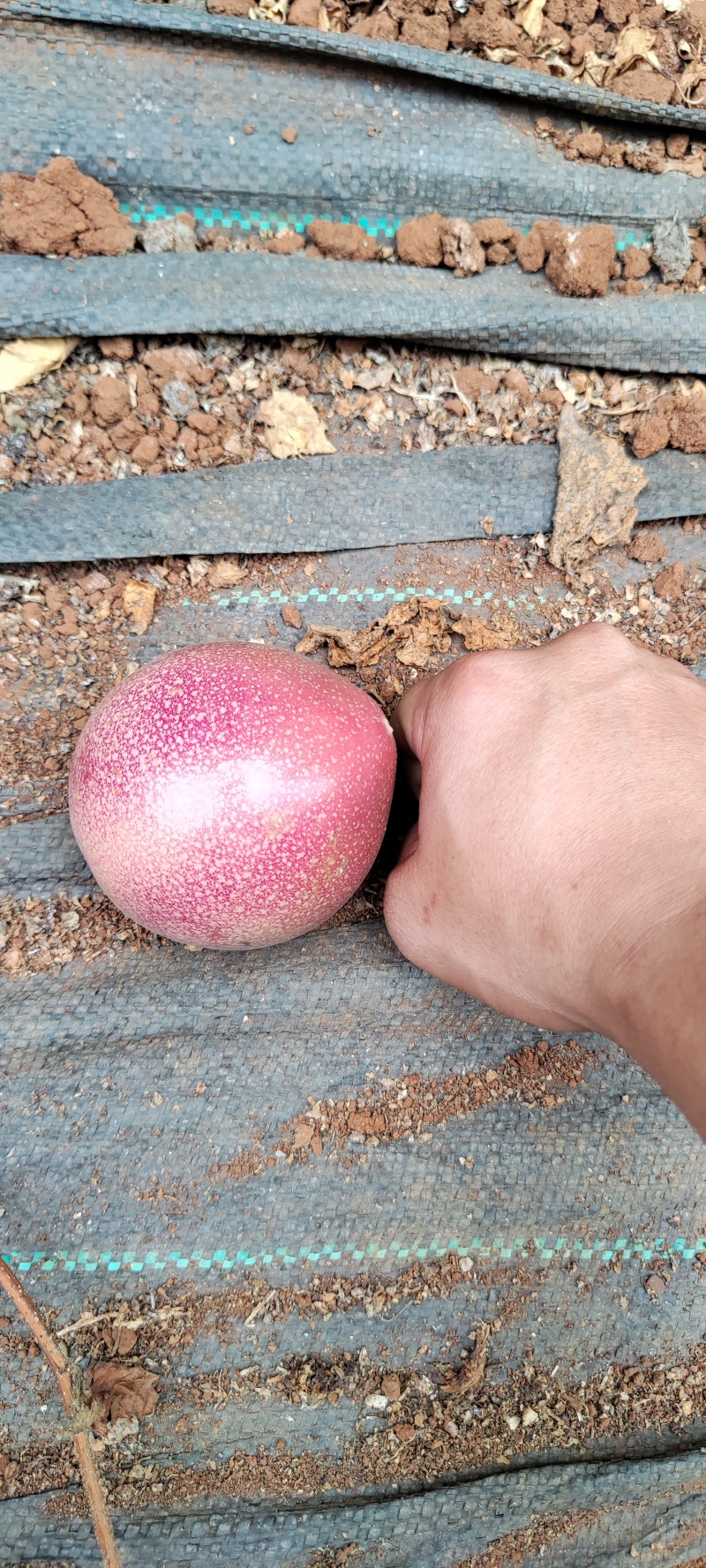 金都7号百香果