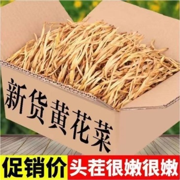金针黄花菜干货农家新货头茬无硫