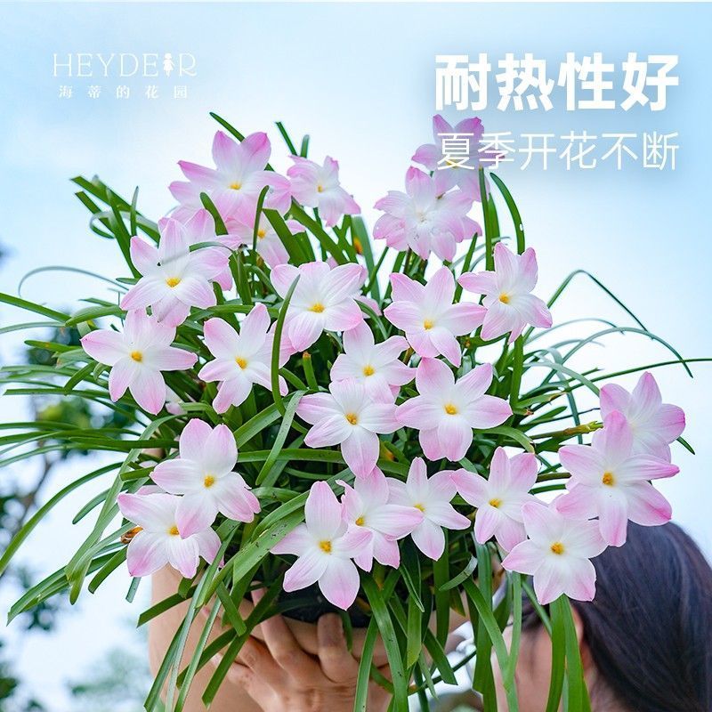 风雨兰盆栽花卉苗胖丽丽多年生夏秋植物室内外阳台栽种