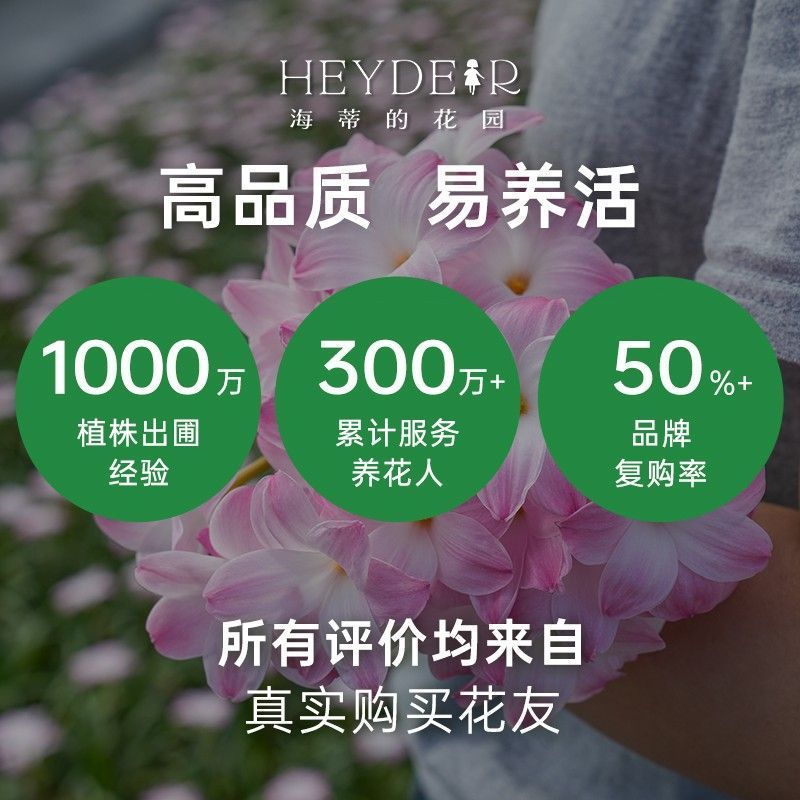 风雨兰盆栽花卉苗胖丽丽多年生夏秋植物室内外阳台栽种