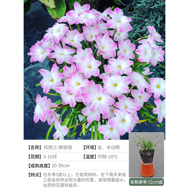 风雨兰盆栽花卉苗胖丽丽多年生夏秋植物室内外阳台栽种