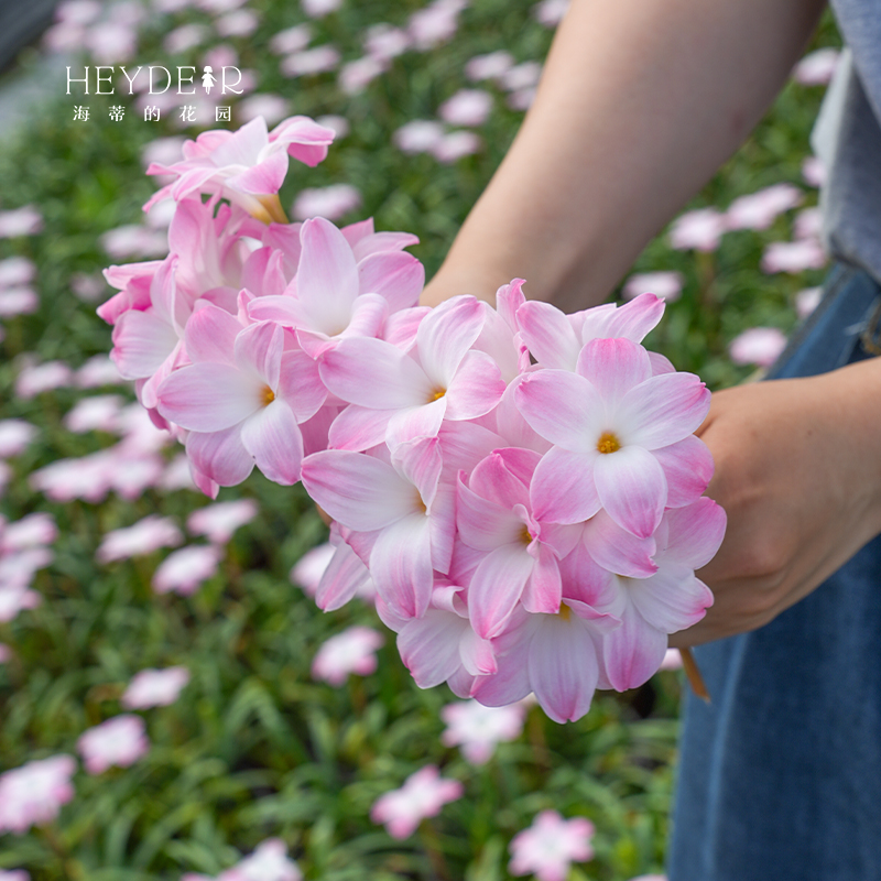风雨兰盆栽花卉苗胖丽丽多年生夏秋植物室内外阳台栽种