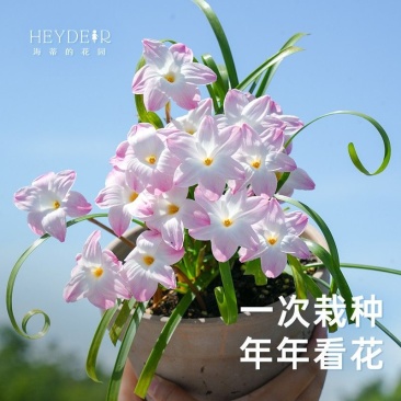风雨兰盆栽花卉苗胖丽丽多年生夏秋植物室内外阳台栽种