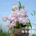 风雨兰盆栽花卉苗胖丽丽多年生夏秋植物室内外阳台栽种