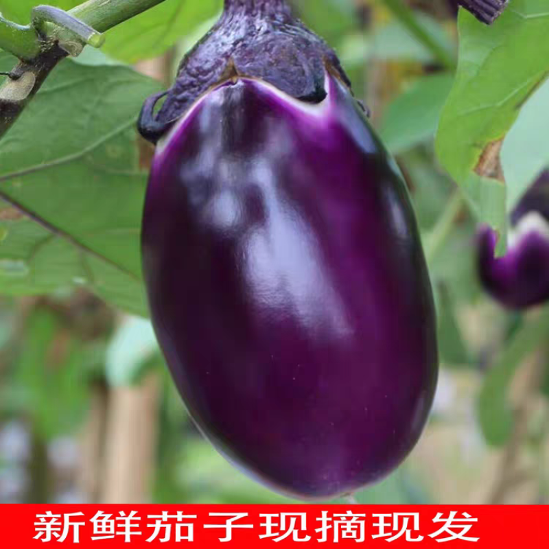 紫园茄子长茄子面包茄子高山好货价格美丽大量供应
