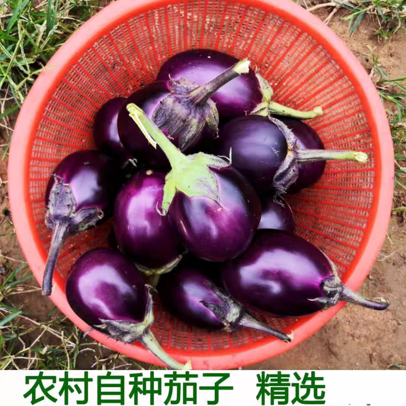 紫园茄子长茄子面包茄子高山好货价格美丽大量供应