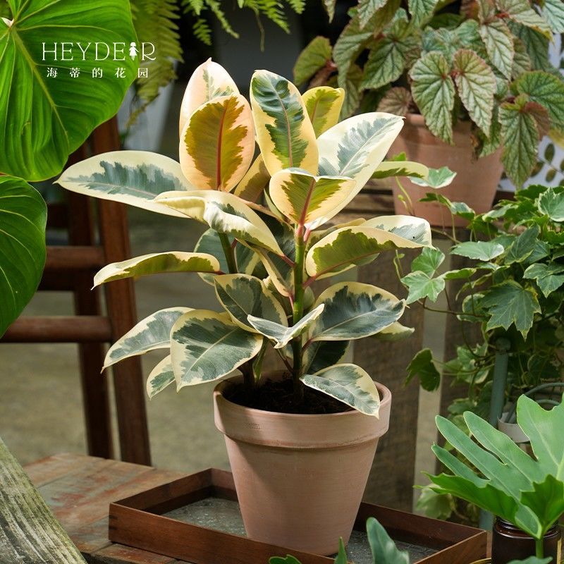 橡皮树绿植室内工位四季盆栽苗办公室净化空气招财植物