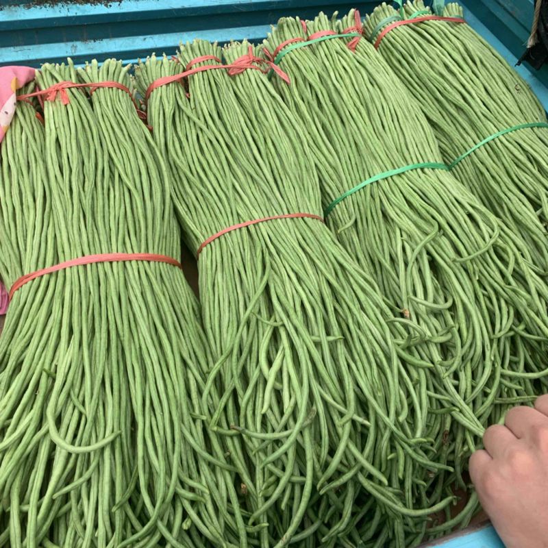 豆角大量上市中