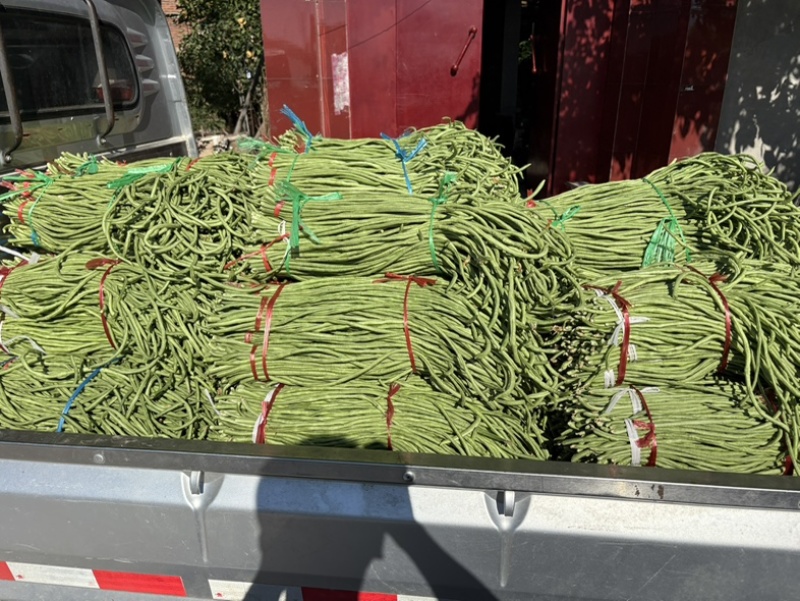 豆角大量上市中