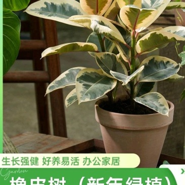 橡皮树绿植室内工位四季盆栽苗办公室净化空气招财植物