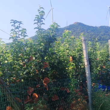 山泉秋月