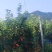 山泉秋月
