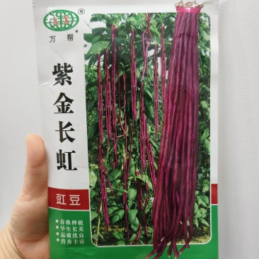 紫金长虹豇豆种子紫红长荚高产抗病农家春秋播种优质豇豆种子