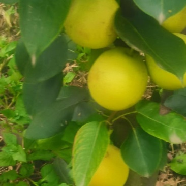 攀枝花米易丁香梨