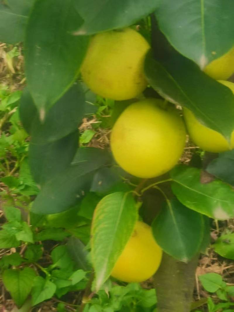 攀枝花米易丁香梨