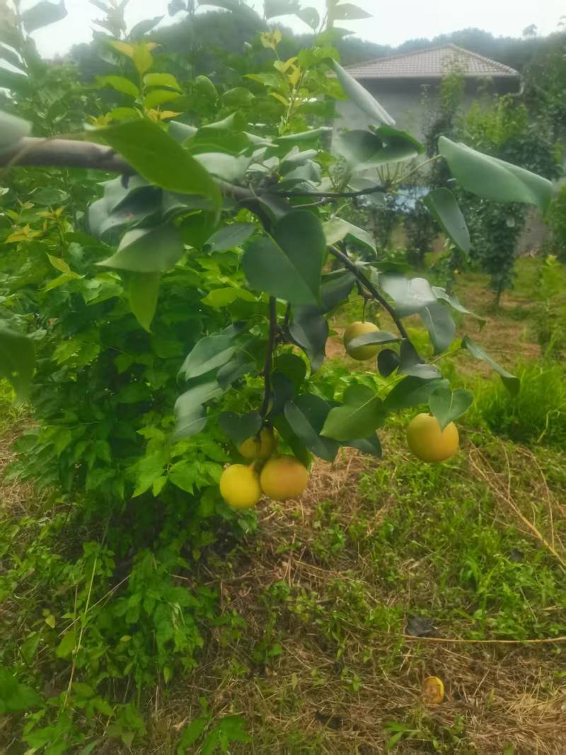 攀枝花米易丁香梨