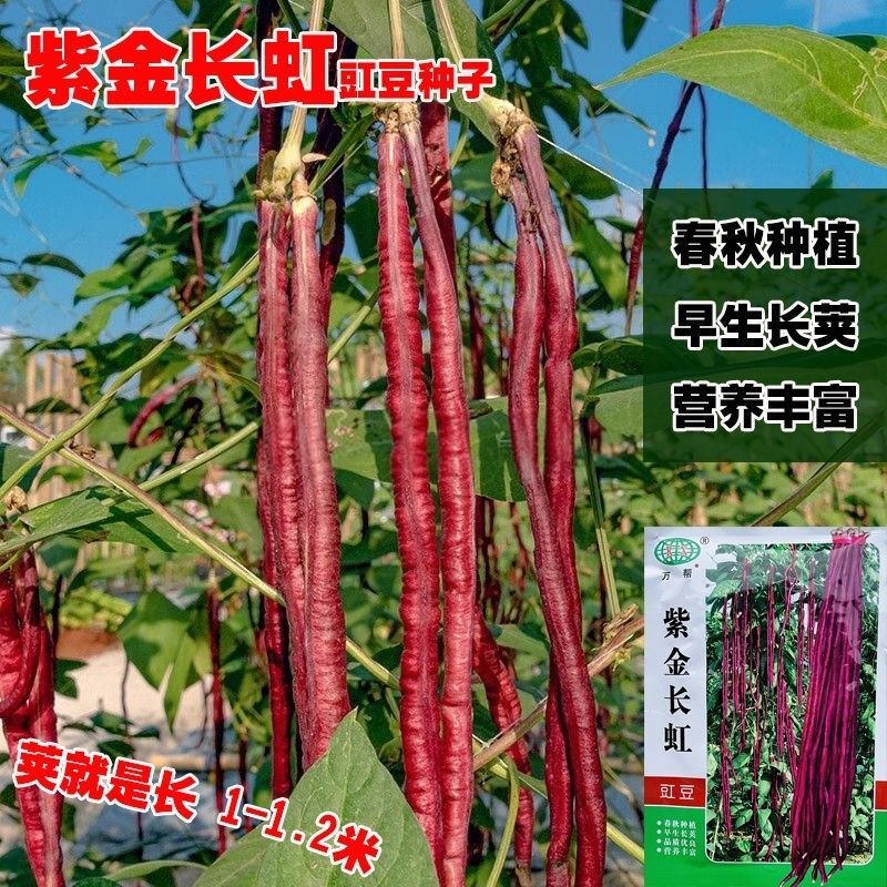 紫金长虹豇豆种子紫红长荚高产抗病农家春秋播种优质豇豆种子