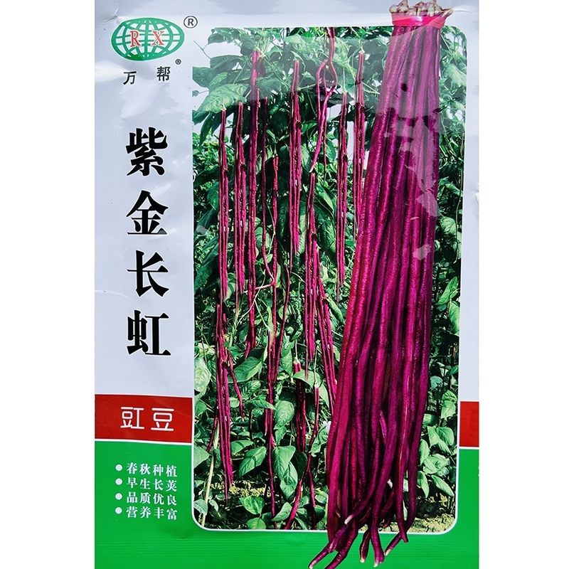 紫金长虹豇豆种子紫红长荚高产抗病农家春秋播种优质豇豆种子