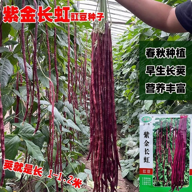 紫金长虹豇豆种子紫红长荚高产抗病农家春秋播种优质豇豆种子