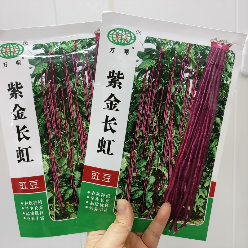 紫金长虹豇豆种子紫红长荚高产抗病农家春秋播种优质豇豆种子
