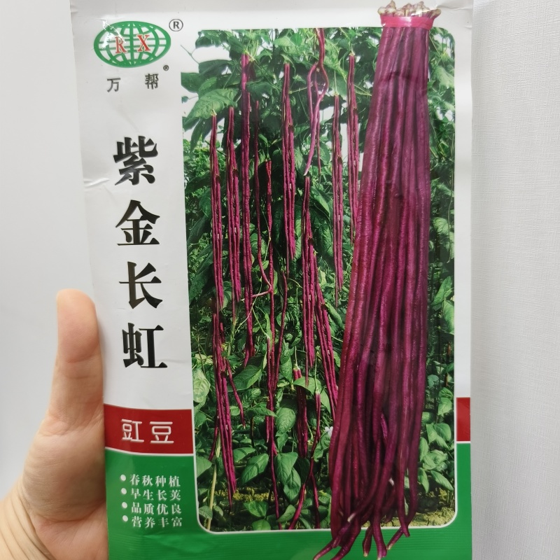 紫金长虹豇豆种子紫红长荚高产抗病农家春秋播种优质豇豆种子