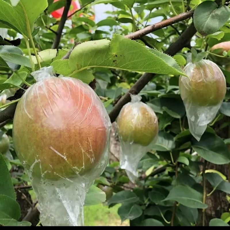 山东阳信七号媚梨！对接各大网络平台和市场！专业一件代发！