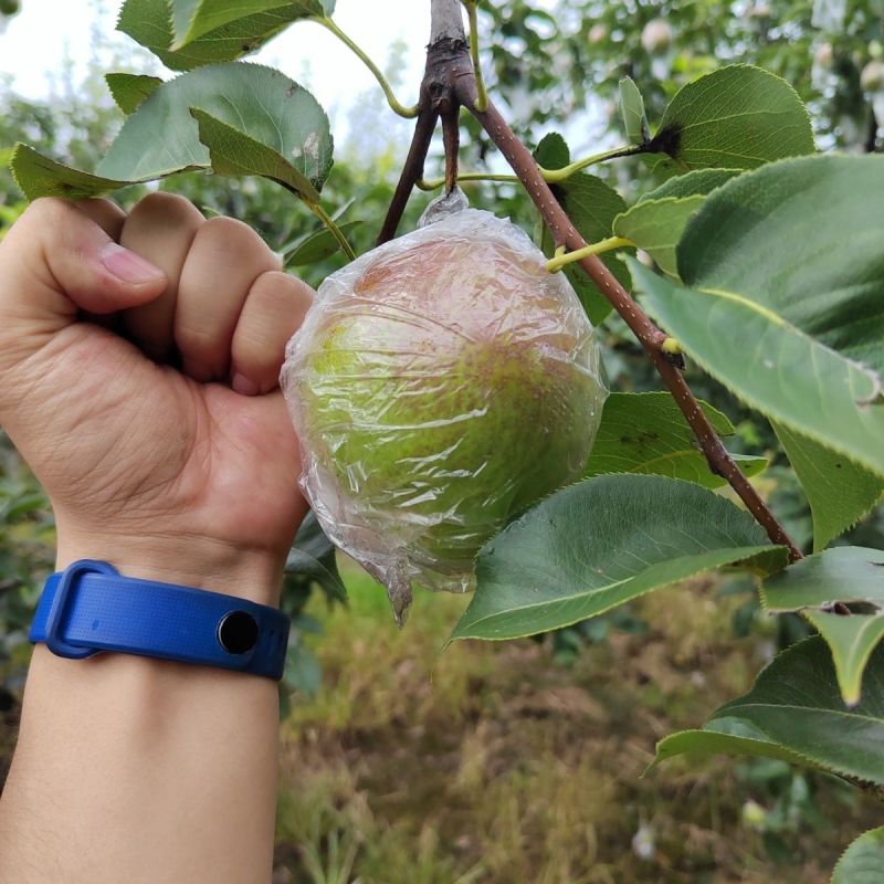 山东阳信七号媚梨！对接各大网络平台和市场！专业一件代发！