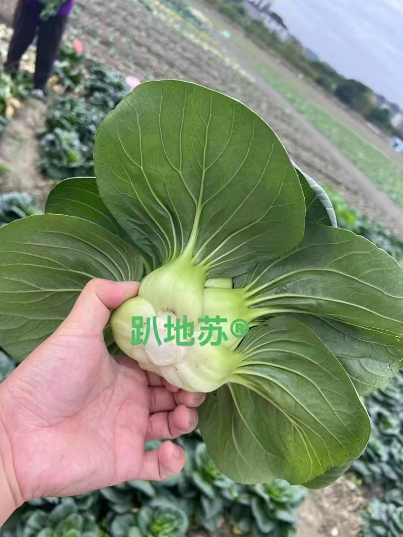 安益丰趴地苏矮脚苏州青种子墨绿油亮矮脚高产耐寒商品佳