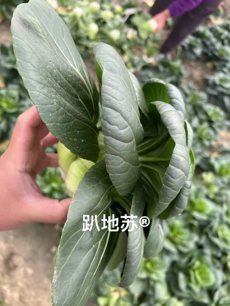 安益丰趴地苏矮脚苏州青种子墨绿油亮矮脚高产耐寒商品佳