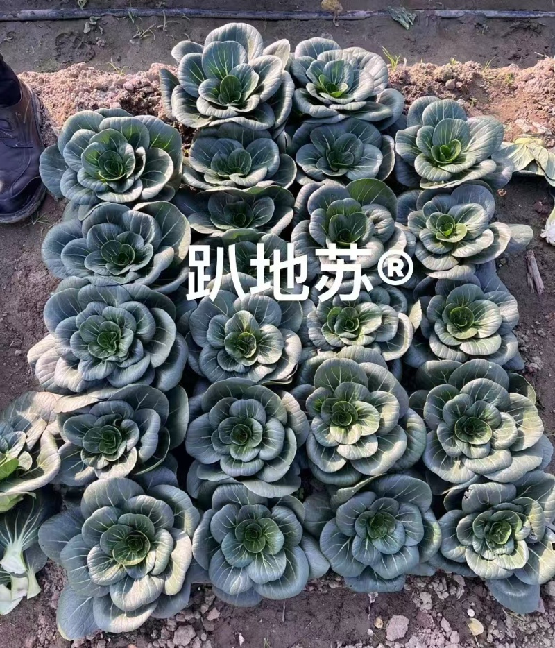 安益丰趴地苏矮脚苏州青种子墨绿油亮矮脚高产耐寒商品佳