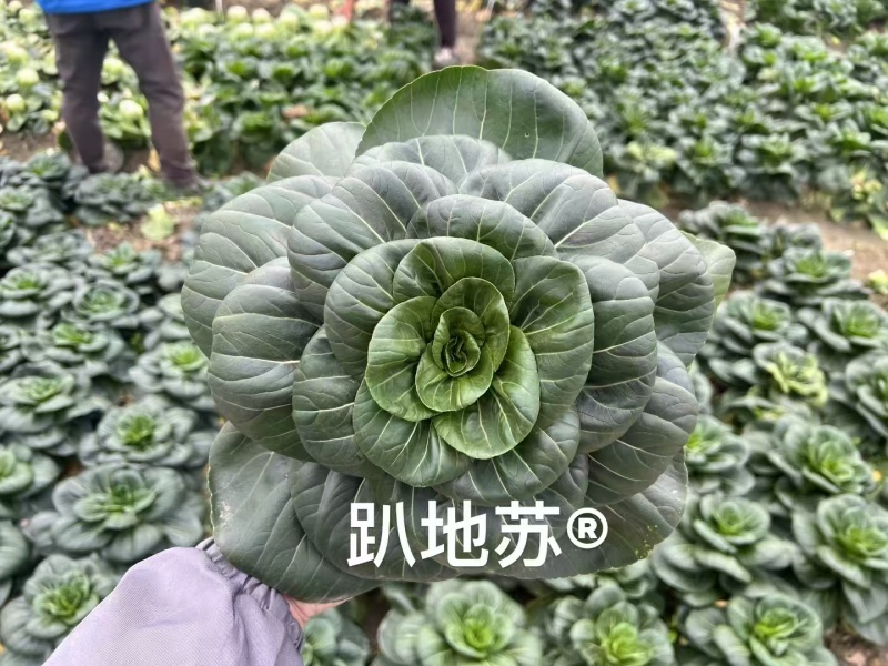 安益丰趴地苏矮脚苏州青种子墨绿油亮矮脚高产耐寒商品佳