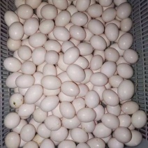 精品鸽子蛋，有意加