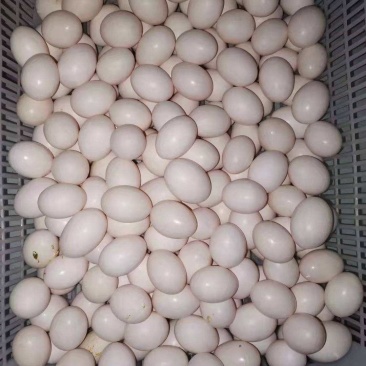 精品鸽子蛋，有意加