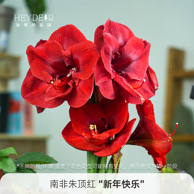 朱顶红阿弗雷进口大球包对版大花重瓣花卉盆栽球根