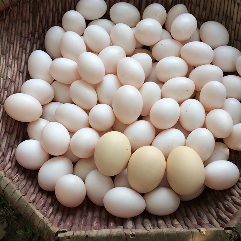 精品鸽子蛋，有意加