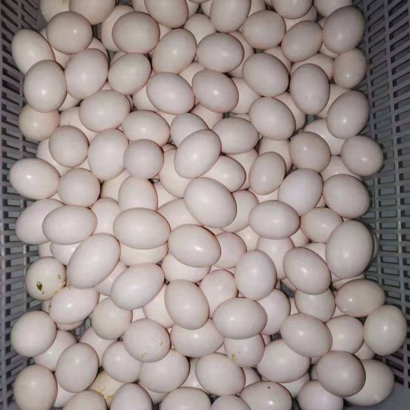 精品鸽子蛋，有意加