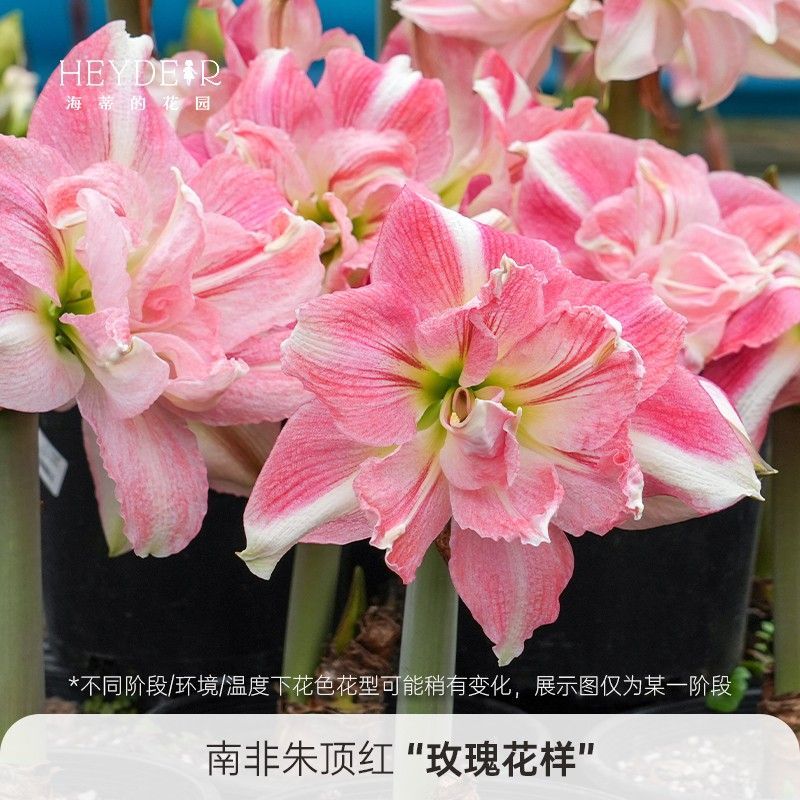朱顶红阿弗雷进口大球包对版大花重瓣花卉盆栽球根