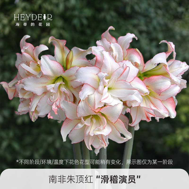 朱顶红阿弗雷进口大球包对版大花重瓣花卉盆栽球根