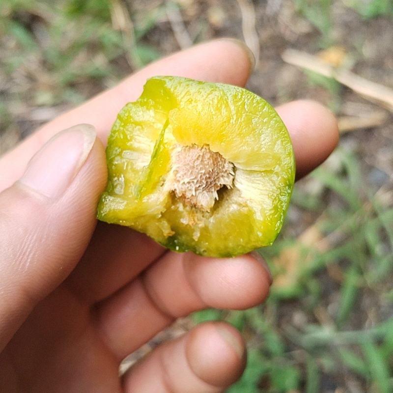 阿坝藏族羌族自治州茂县高山脱骨清脆李