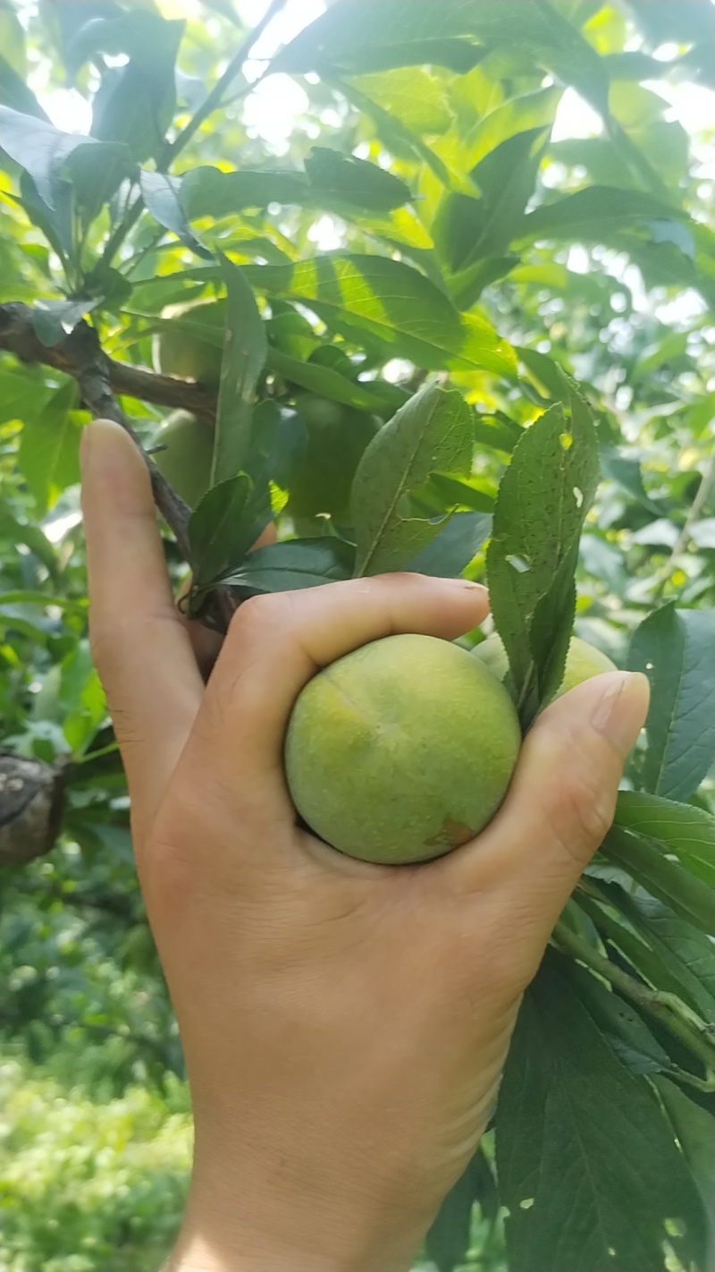 阿坝藏族羌族自治州茂县高山脱骨清脆李