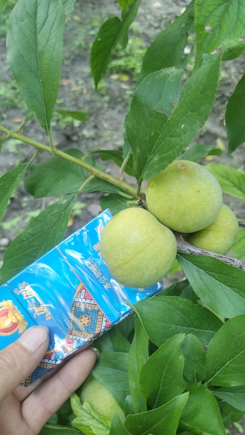 阿坝藏族羌族自治州茂县高山脱骨清脆李