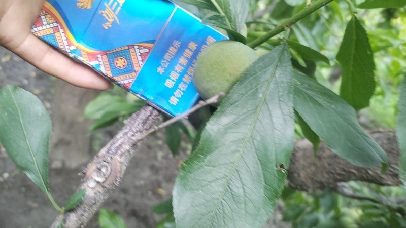阿坝藏族羌族自治州茂县高山脱骨清脆李