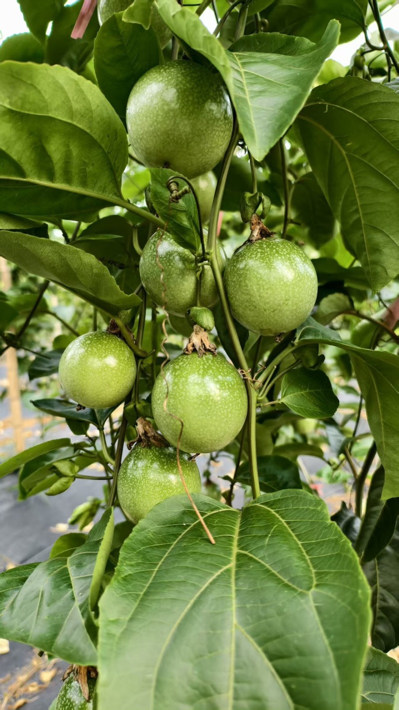 钦蜜9号钦蜜88号有市场批发果，中果，大果，特大果.