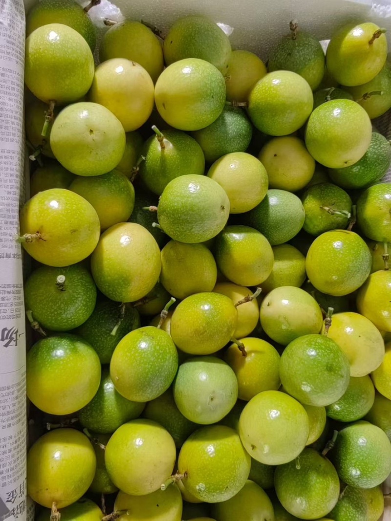 钦蜜9号钦蜜88号有市场批发果，中果，大果，特大果.