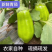 青茄子圆茄子长茄子产地看货论价保质保量量大从优