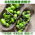 青茄子圆茄子长茄子产地看货论价保质保量量大从优