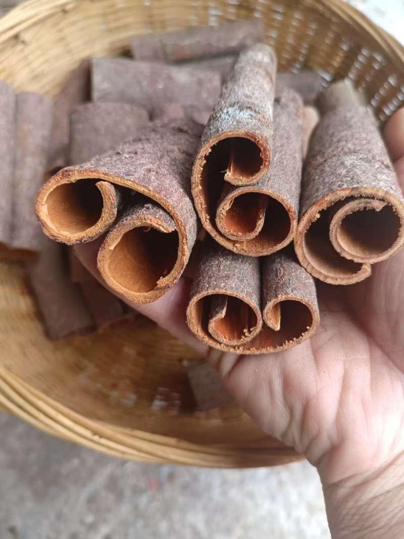 【秒接单】广西桂段精选桂段规格齐全电商好货产地直发